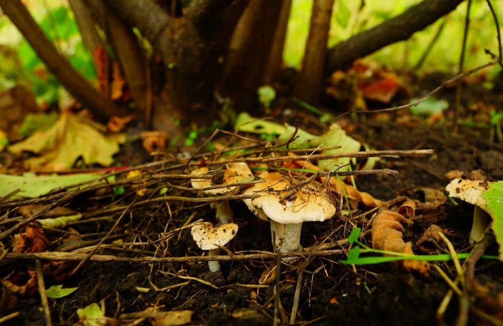 Осенью в саду, грибы