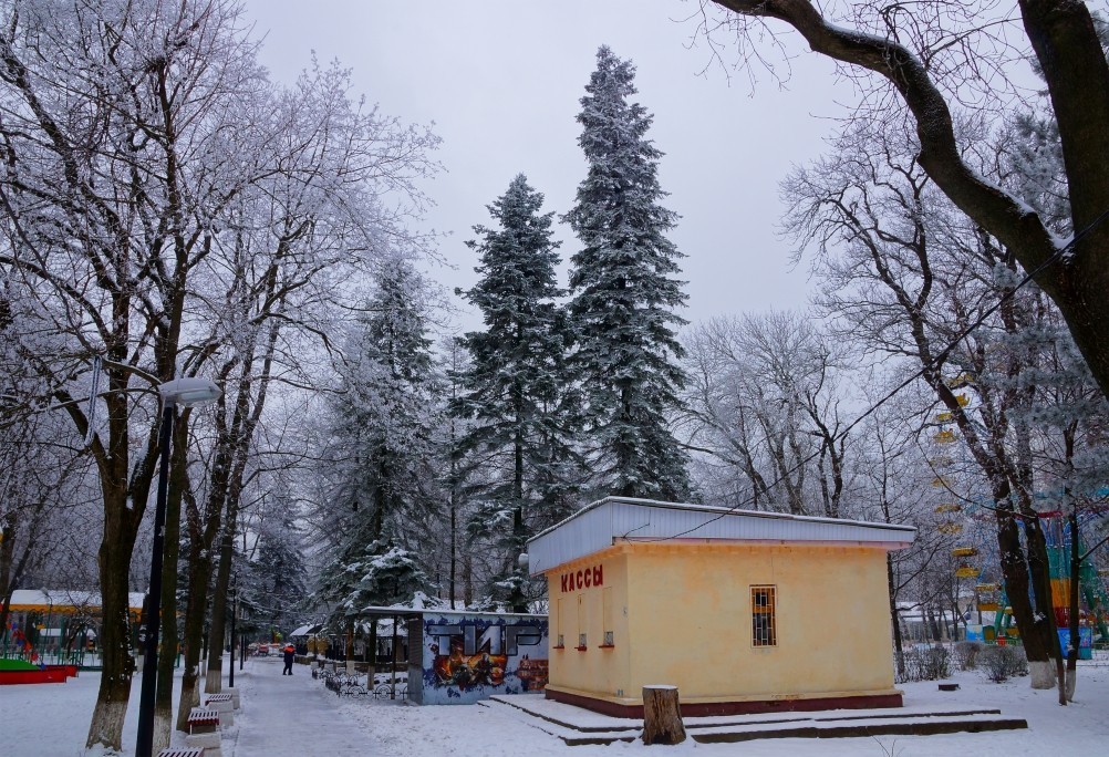 Парк Островского, первый снег. Касса. Пихты.