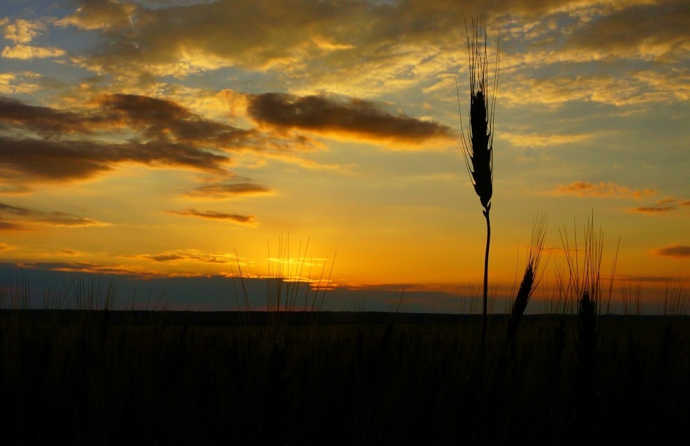 Закат на хлебном поле