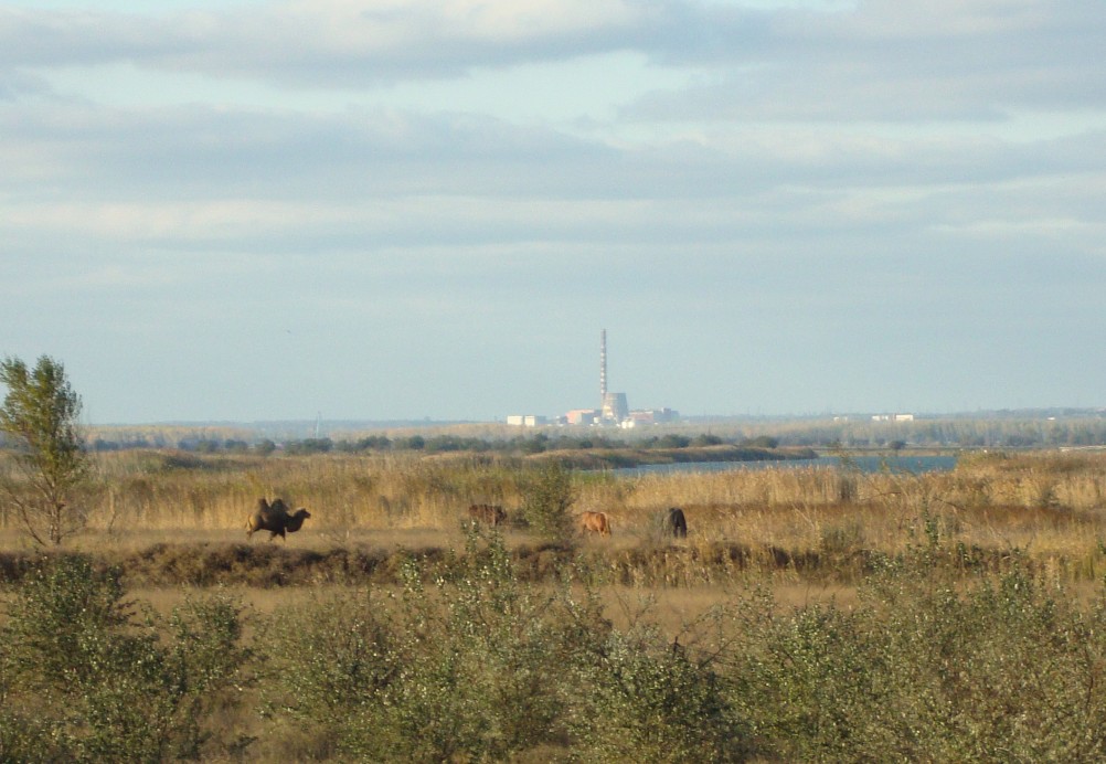 Верблюд и ТЭЦ-2