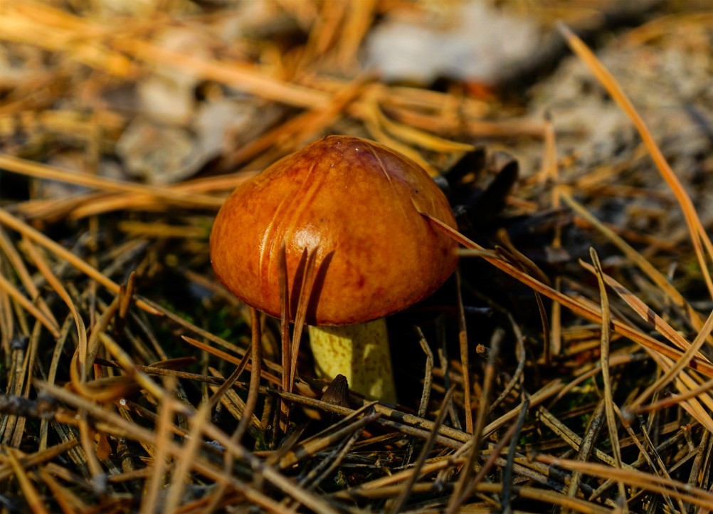 Осенний слет грибников в каменских лесах