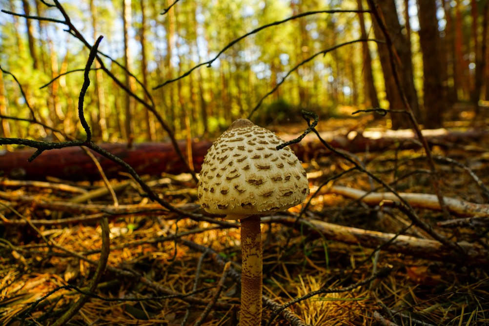 Осенний слет грибников в каменских лесах