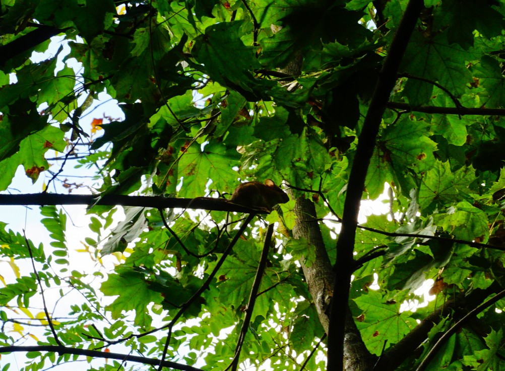 Мыши лазающие по деревьям в лесу