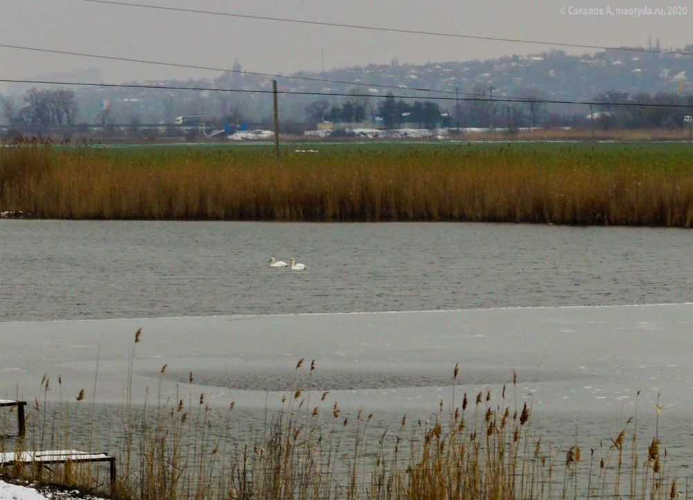 Лебеди прилетели 23 февраля
