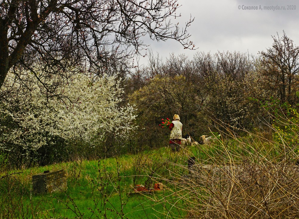 Заброшенные сады у хутора Пчеловодный на Аксайских склонах