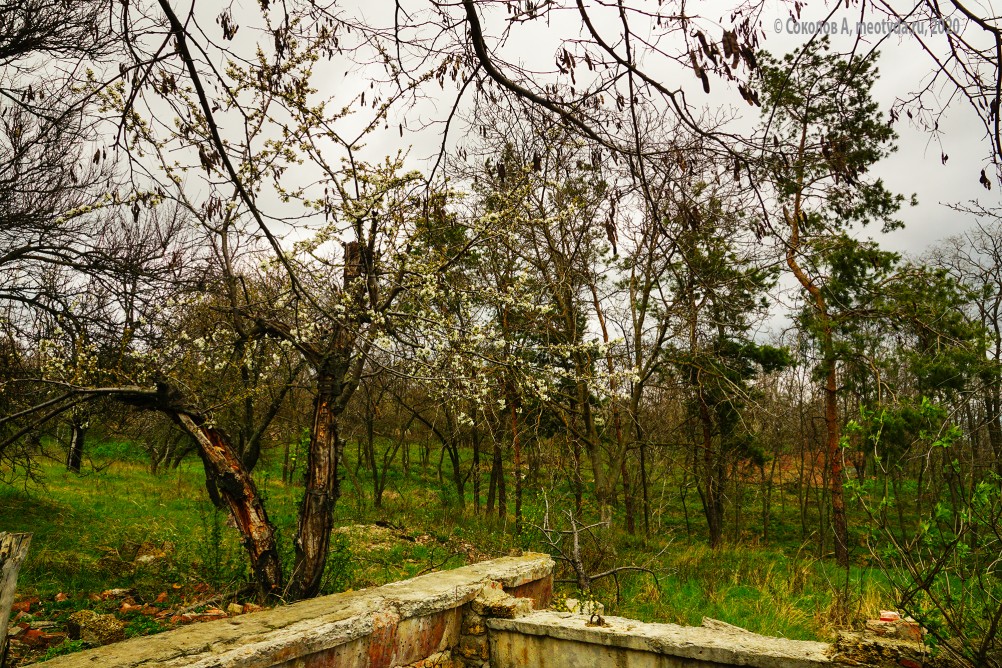 Заброшенные сады у хутора Пчеловодный на Аксайских склонах