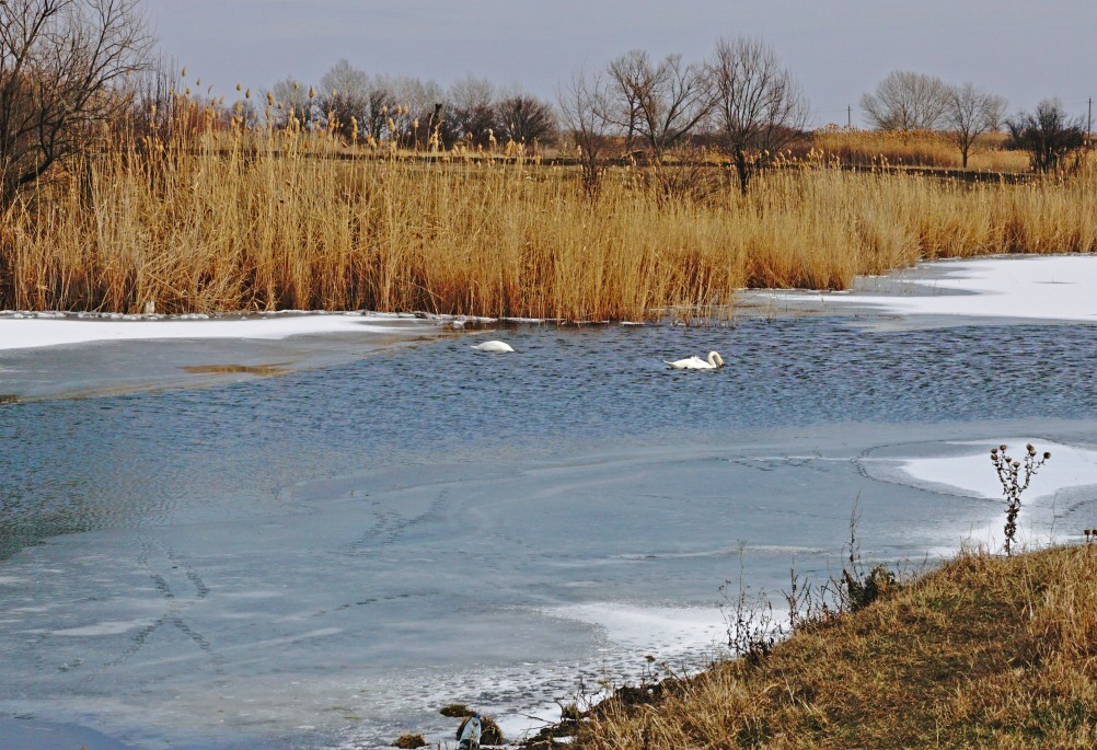 Лебеди в феврале на реке Кагальнике