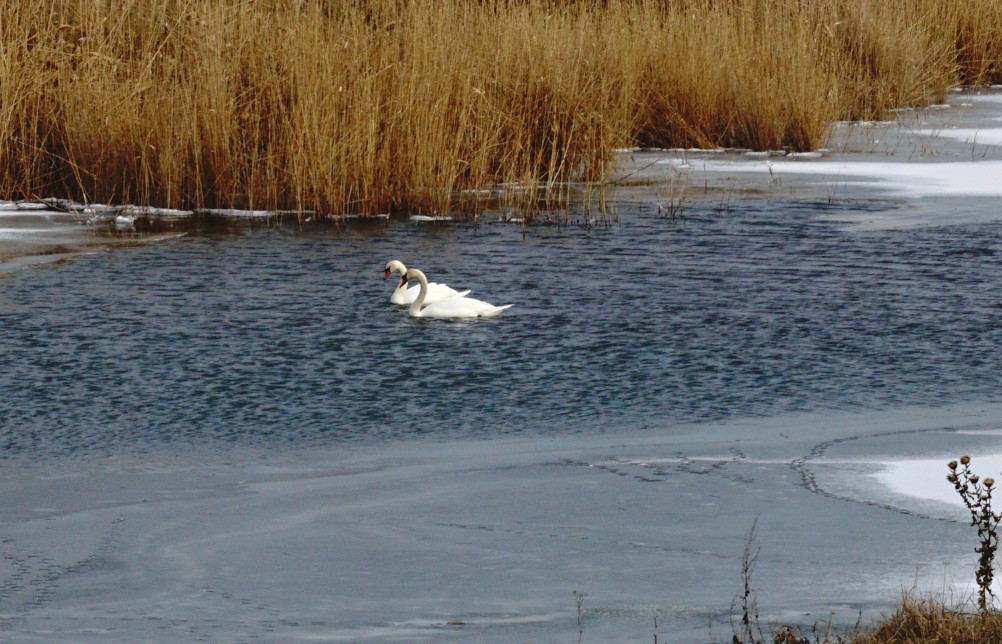 Лебеди в феврале на реке Кагальнике