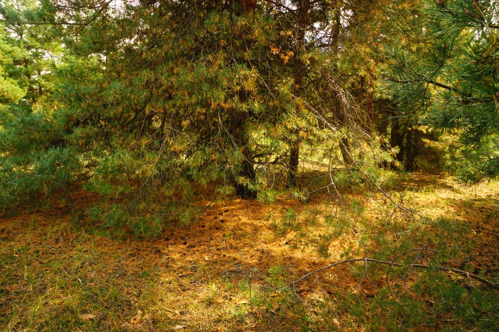 Осень в Бородиновском лесу