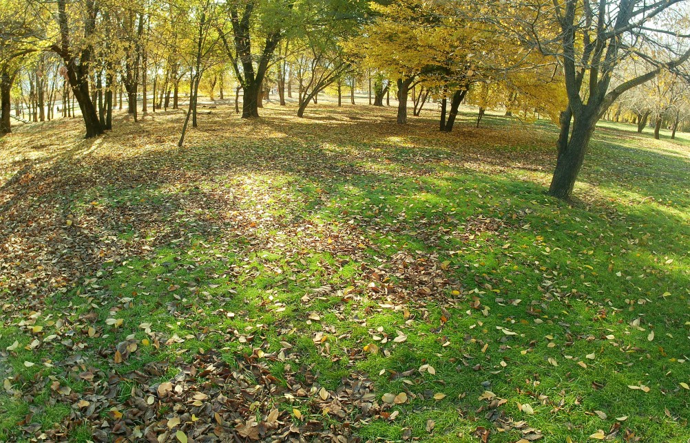 Осенние тени на опавшей листве