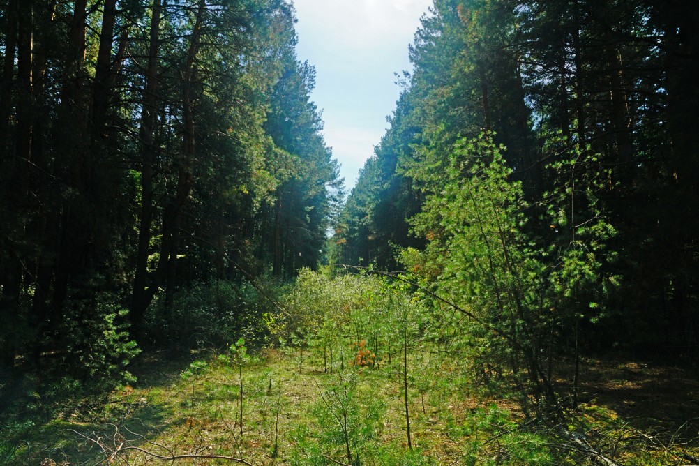 Большинский лес на Калитве