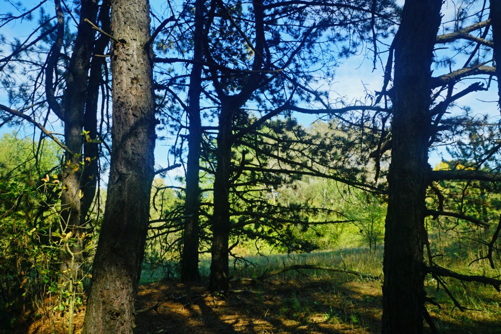 Большинский лес на Калитве