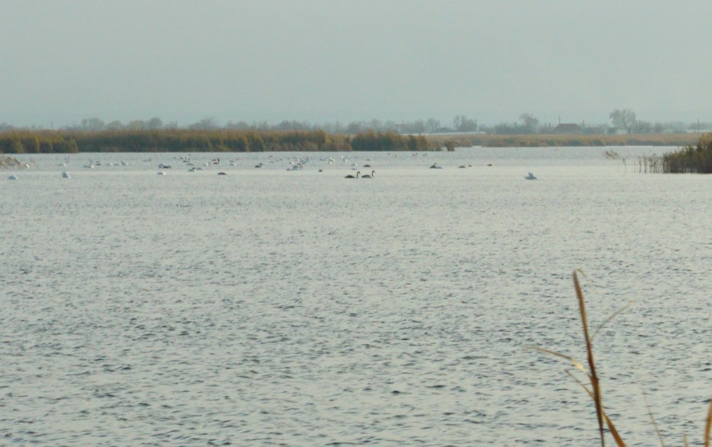 Лебеди в Княжном ерике у хутора Красный
