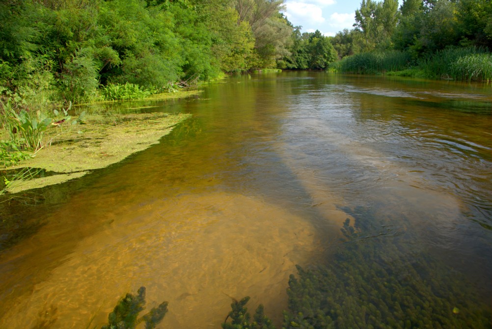 Августовское купание в реке Калитве