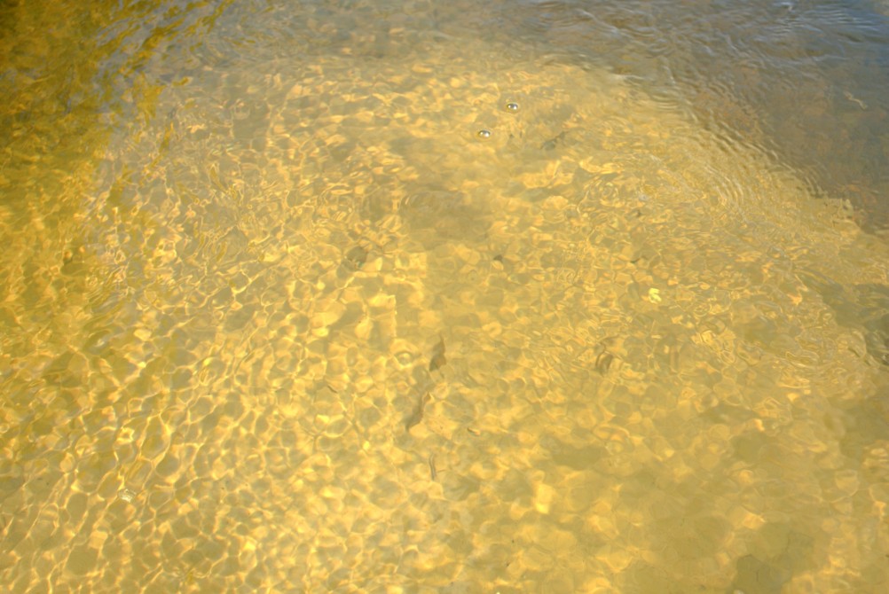 Августовское купание в реке Калитве