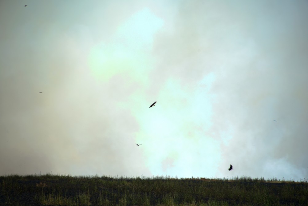 Пожар в степи принёс беду полевым мышам и радость хищным птицам