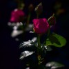 Ночная роза