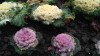 Новые цветы на набережной Ялты