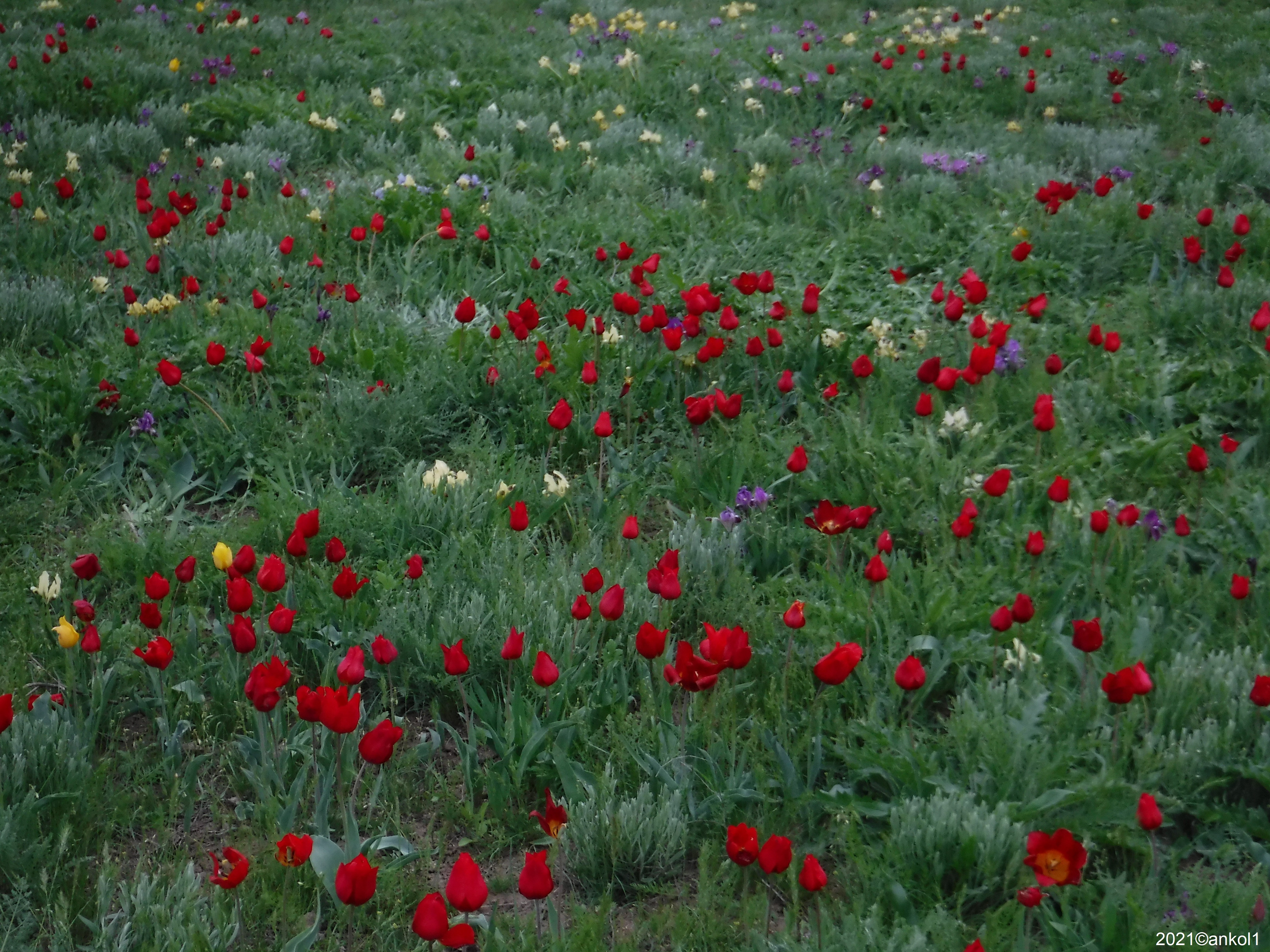 Манычская Долина тюльпаны