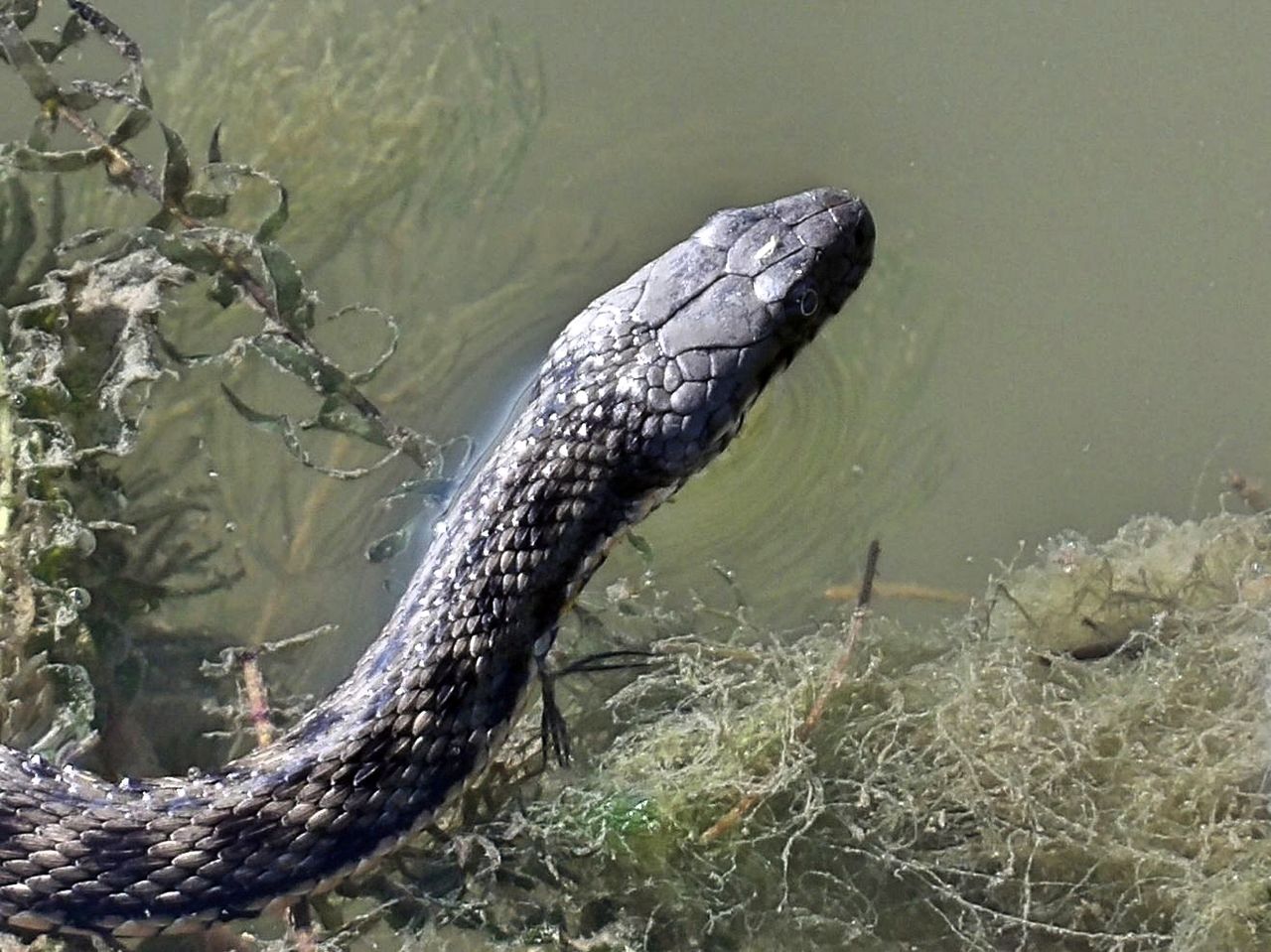 Много змей в воде. Водяной уж Волгоградской области. Уж обыкновенный плавает. Астраханский водяной уж. Водный уж.