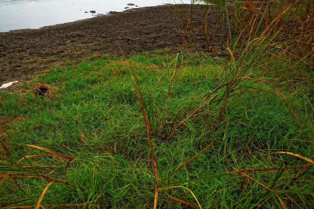 Лечебная грязь озера Пелёнкино в долине Кагальника
