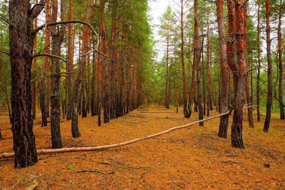 Осень в Каменских лесах