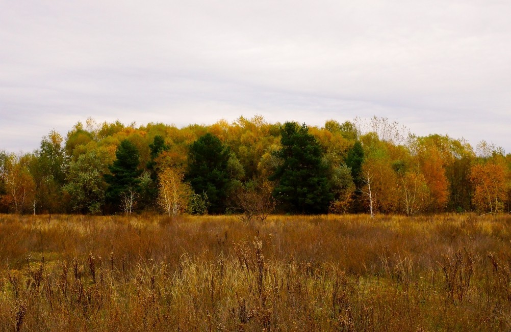 Осень в Каменских лесах