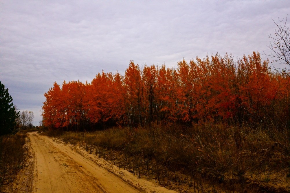 Осень в Каменских лесах