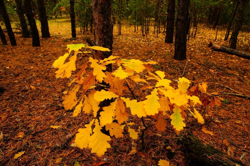 Осень в Каменских лесах