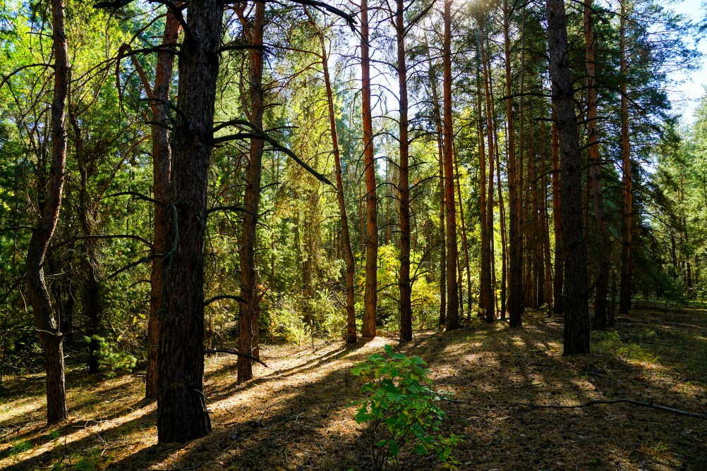 сл. Терновая, лес Миллеровский район Фотопланета