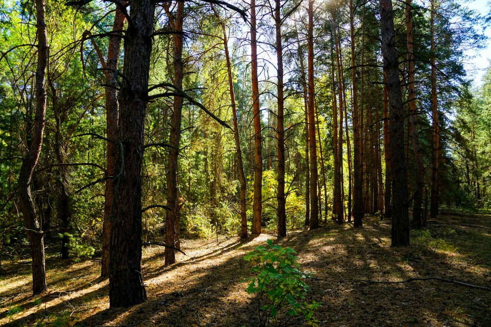 Осенний слет грибников в каменских лесах