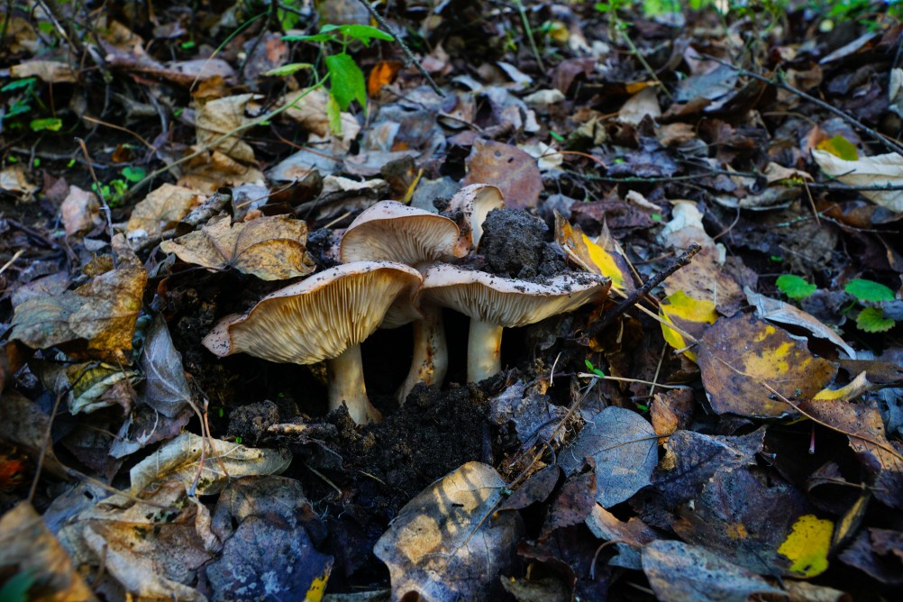 За грибами на берега Быстрой