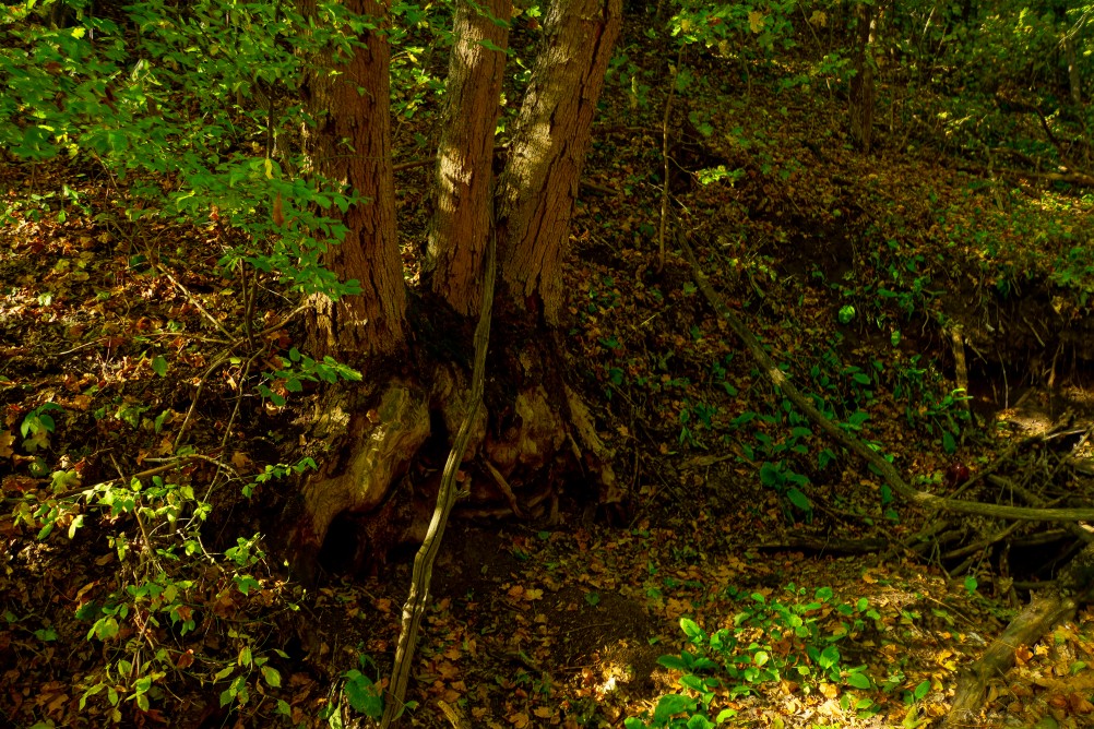 Дубовый лес в глубокой балке