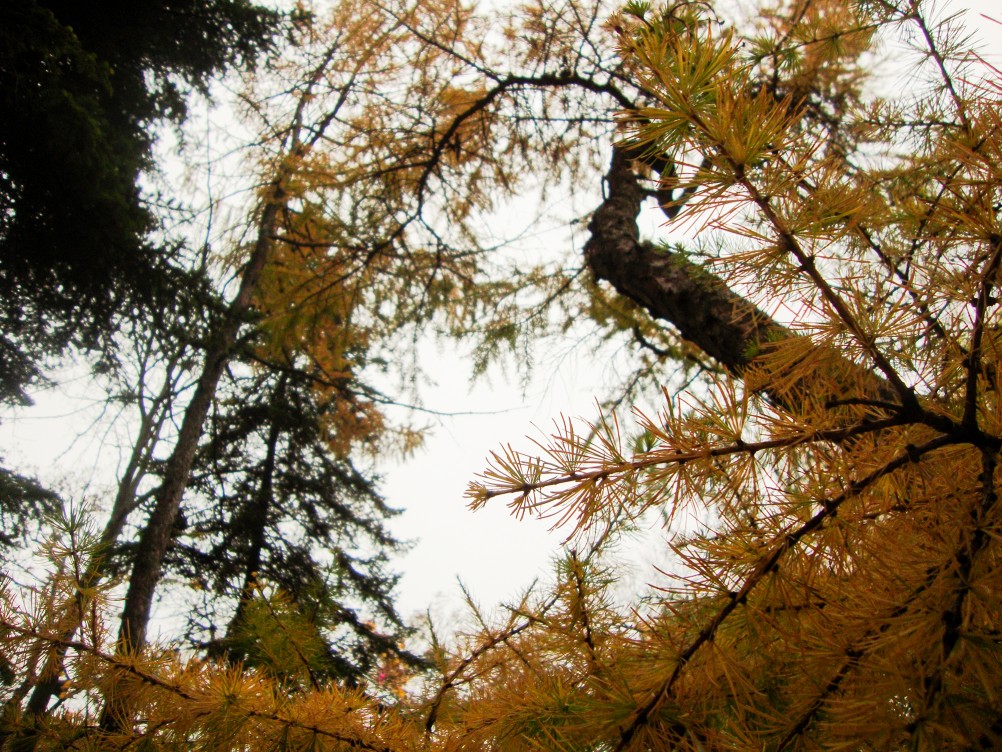 Осень в парке Островского