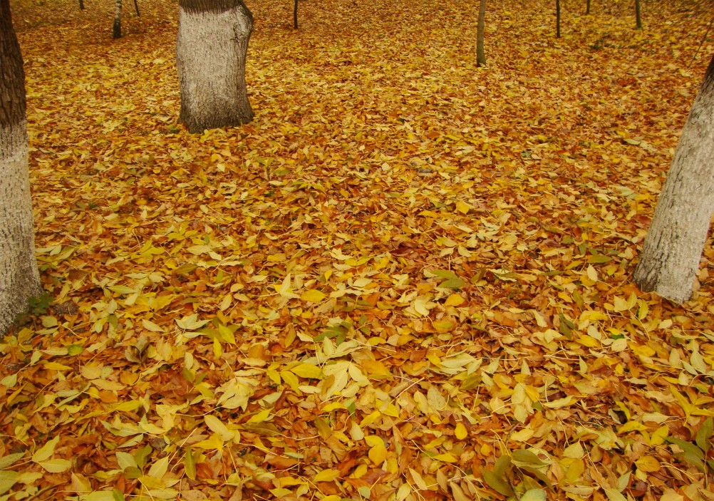 Осень в парке Островского