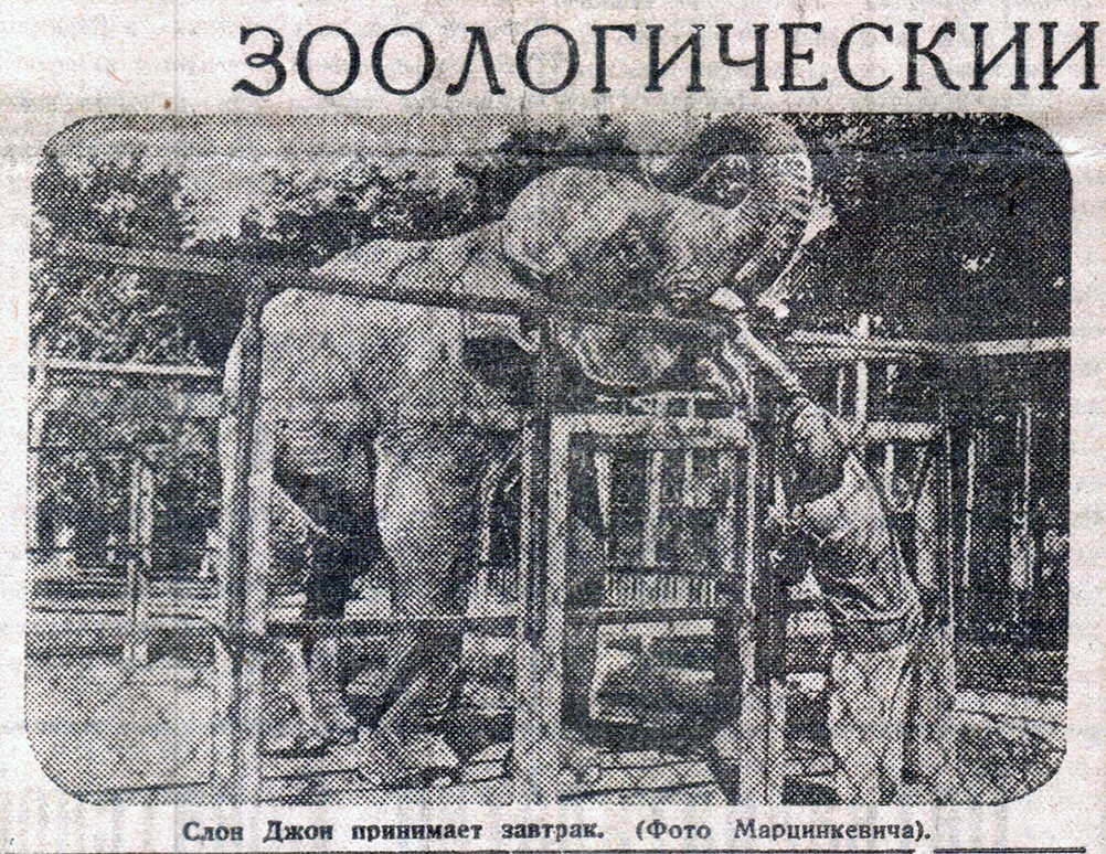 Ростовский слон Джон