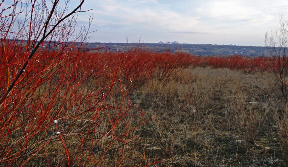 В красных лесах цветущего краснотала в долине Северского Донца