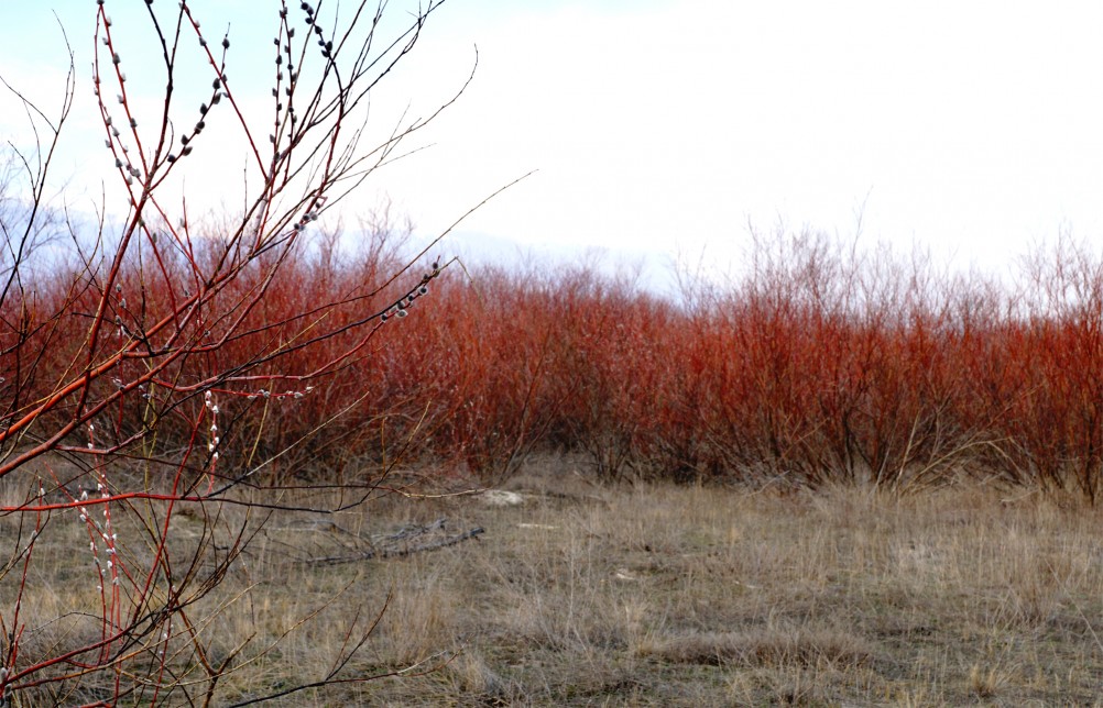 В красных лесах цветущего краснотала в долине Северского Донца