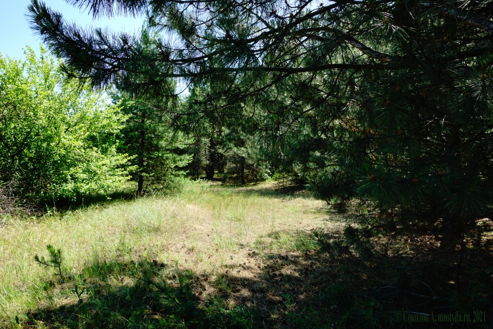 Леса у хутора Наумов на Северском Донце