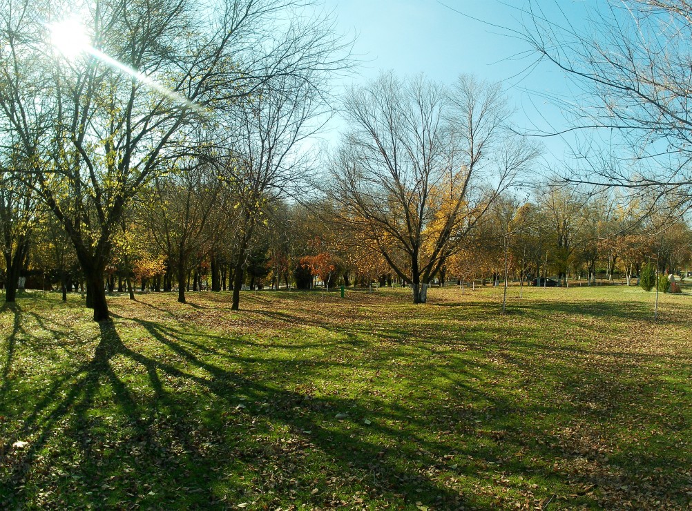 Осенние тени на опавшей листве