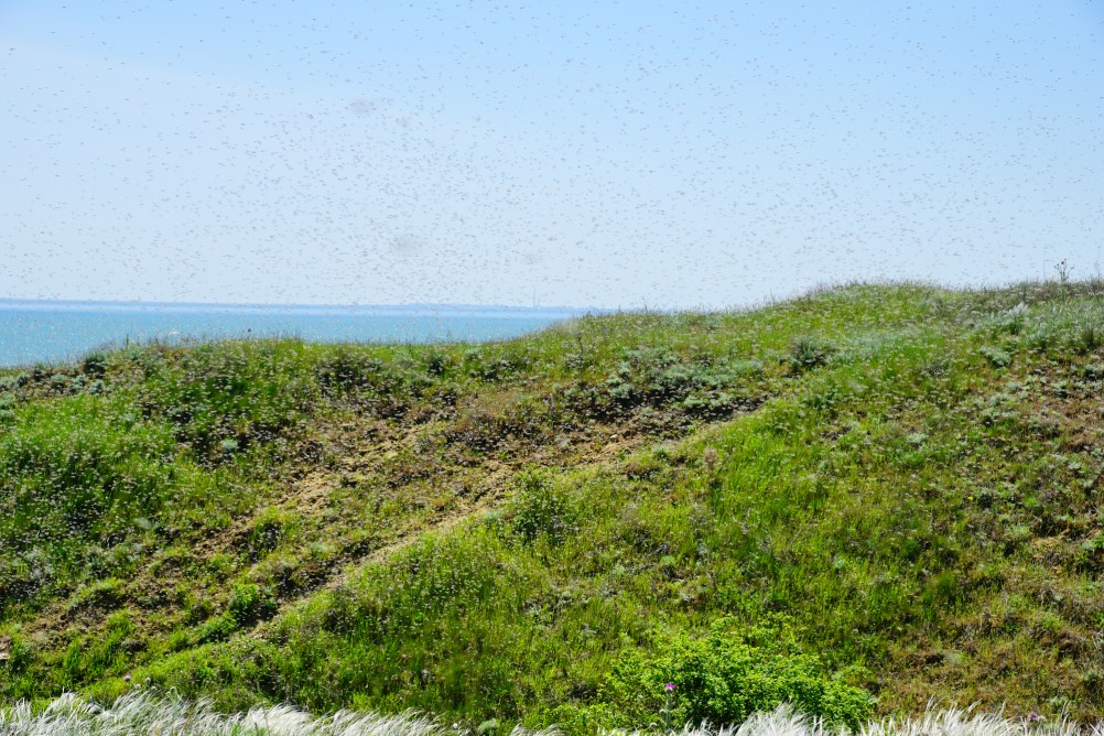 Комары-звонцы на Цимлянском побережье