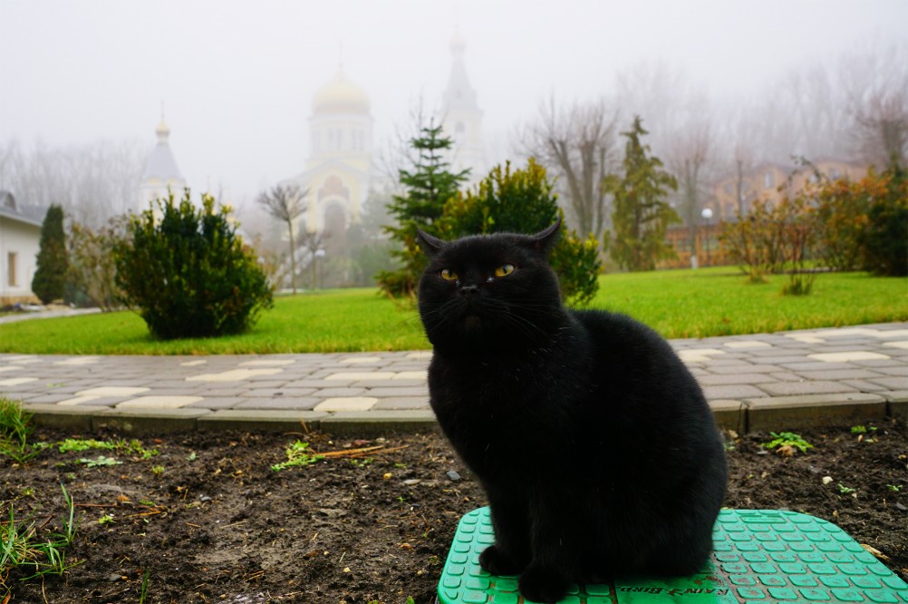 Кошка на церковном подворье в Петровке