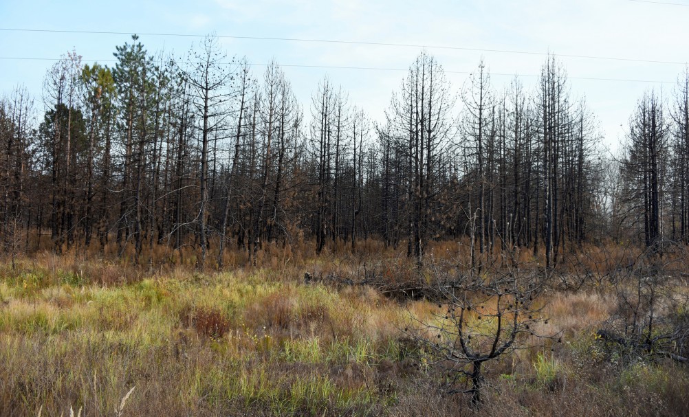 Осень в правобережье Северского Донца у станицы Усть-Быстрянской и Кундрюченских лесов