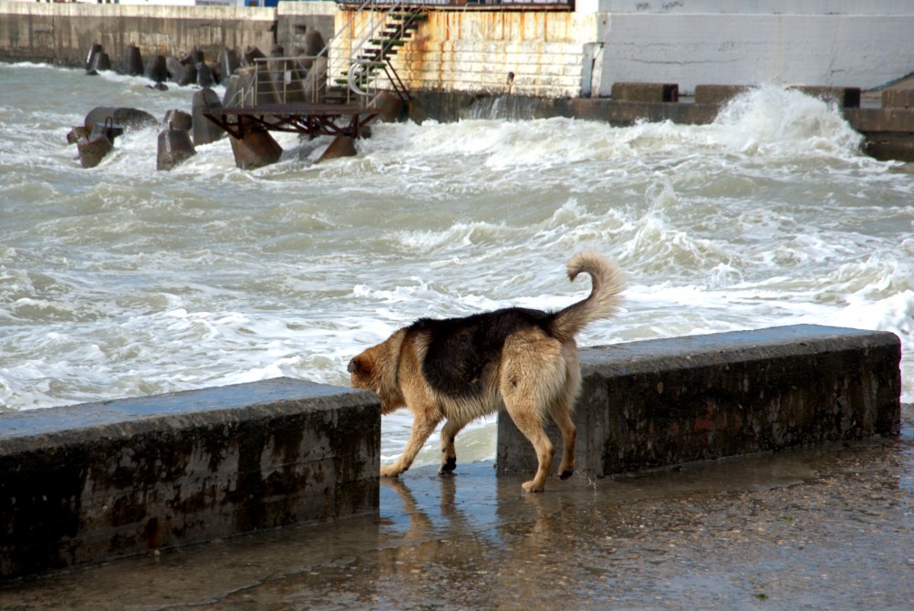 Пёс охотник за волнами