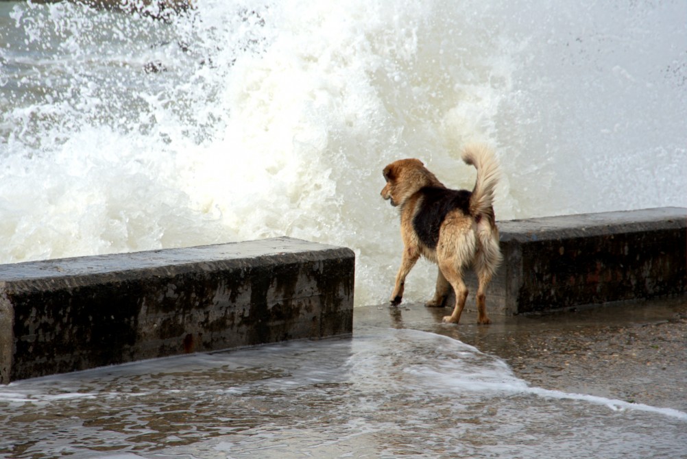 Пёс охотник за волнами
