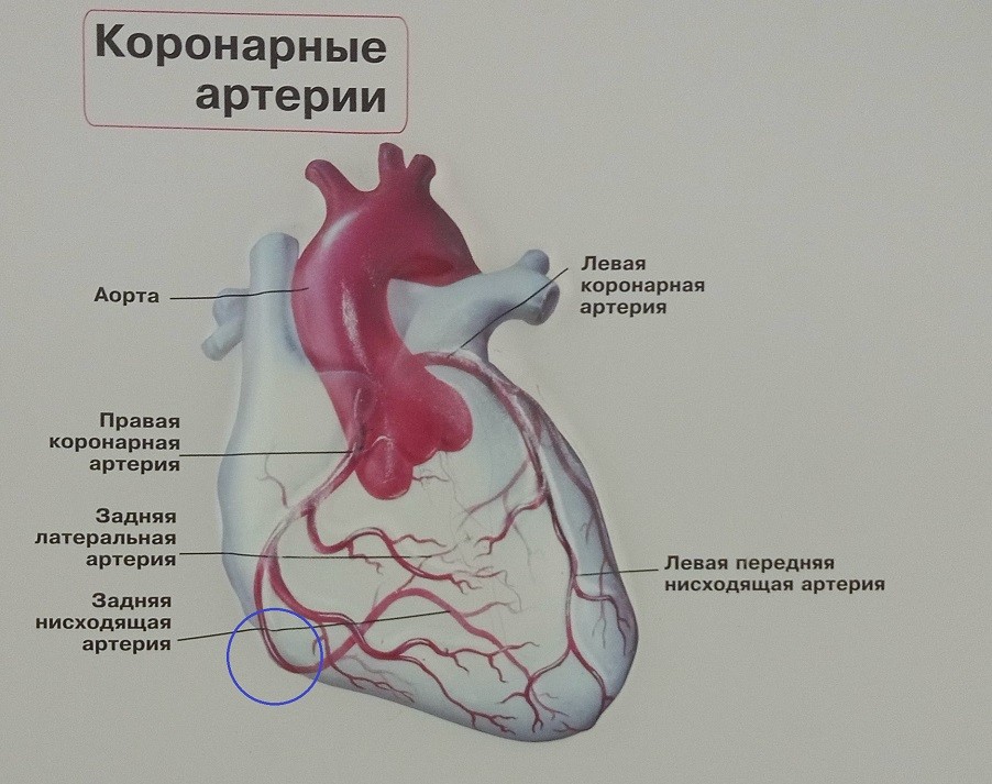 Благодарность врачам БСМП-2