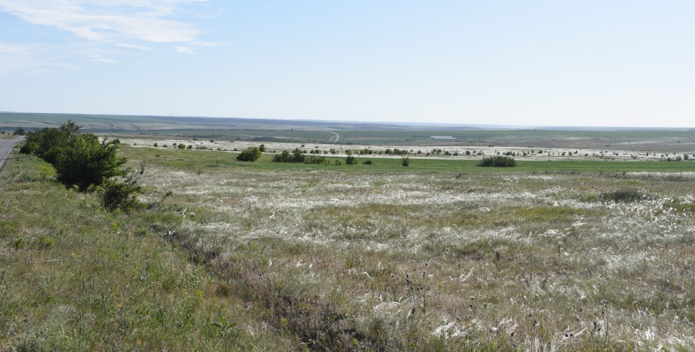 Весенняя, ковыльная степь в год засухи