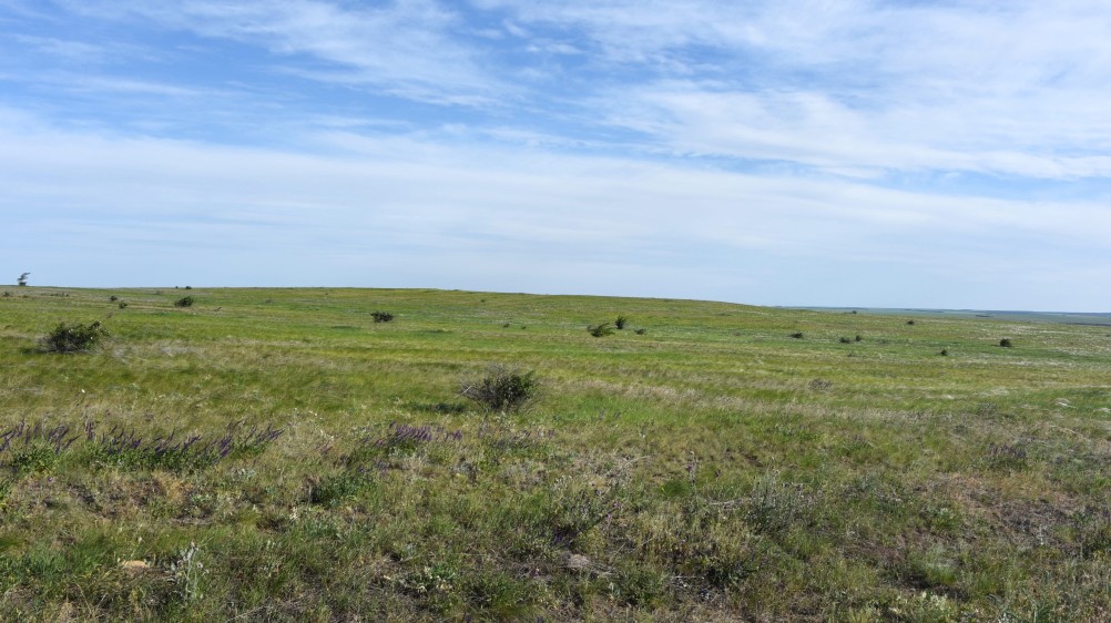 Весенняя, ковыльная степь в год засухи