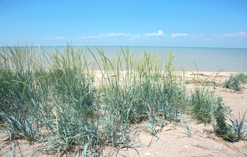 Новомаргаритовский берег Азовского моря