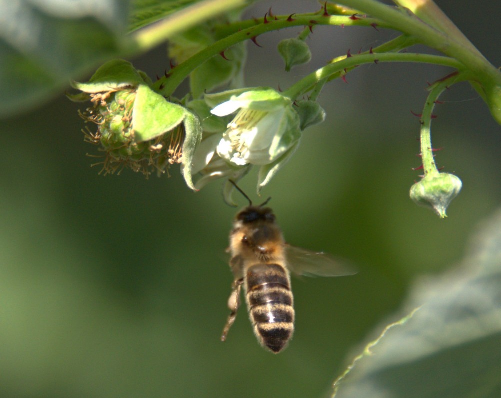 Пчела и малина